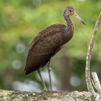 Limpkin